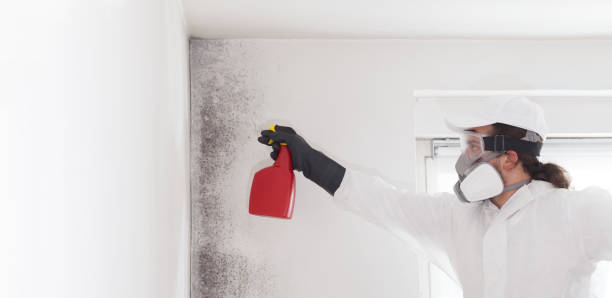 Attic Mold Removal in Hobe Sound, FL